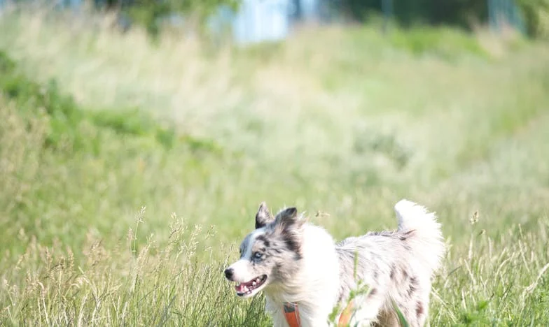 Između Dva Oca: Moja Najteža Odluka na Dan Vjenčanja