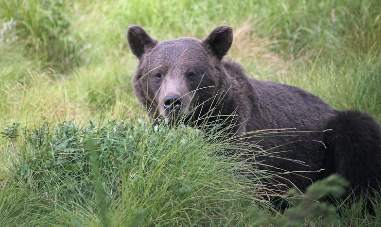 Svekrva je odnijela sve – čak i kuhalo za vodu! Obiteljska drama između četiri zida