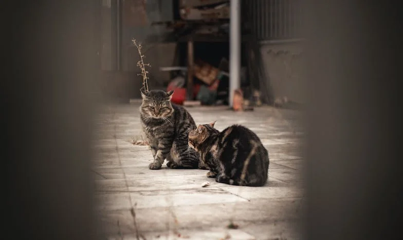 „Imádom a fiamat, de a lányomat nem bírom elviselni” – Egy magyar család titkos tragédiája
