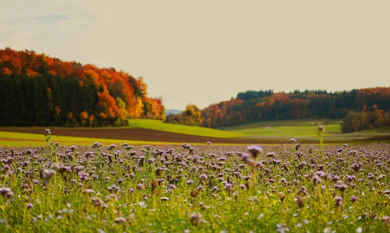 Sebzett Bizalom: Egy Árulás Után
