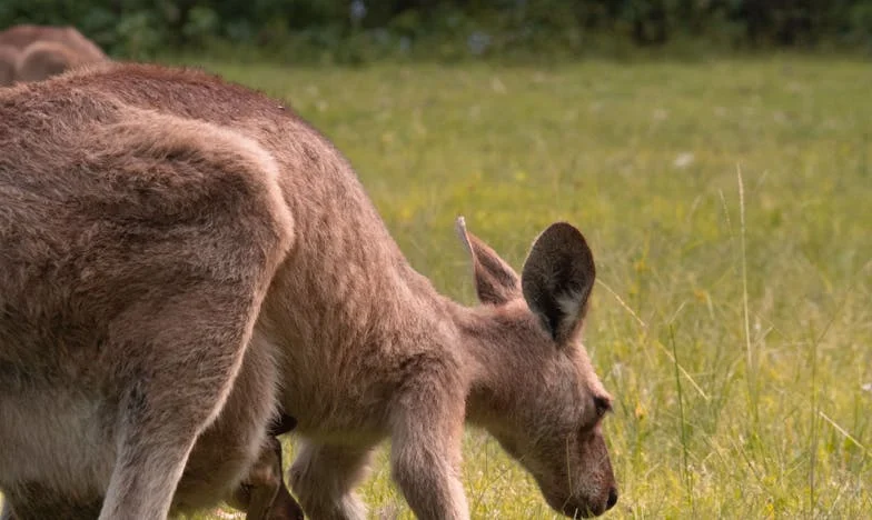A csend, ami szétfeszít: Egy magyar család története a spórolás árnyékában