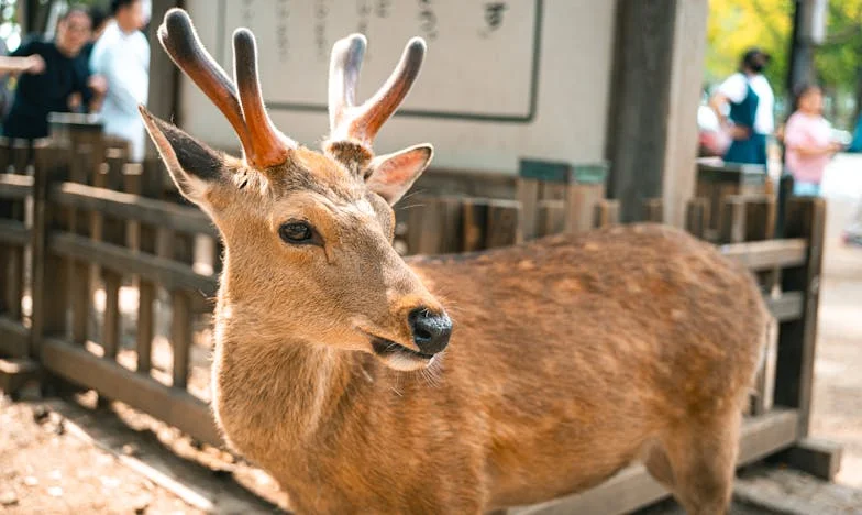 A mi házunk, a mi harcunk: Hogyan építettük fel az otthonunkat mindenki ellenére