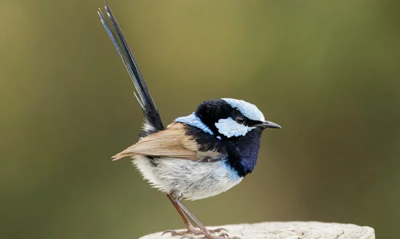 A rejtett igazság: Hogyan buktatta le a titkos kamera a feleségem árulását