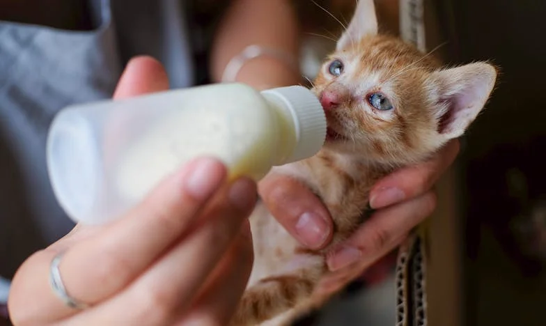 „Annyi gyereket vállalok, amennyit akarok”: Egy megosztott család története Egerből
