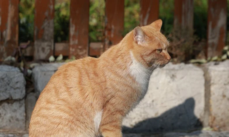 Anyósom ajánlata: Cseréljünk házat, de csak egy feltétellel – írasd át a tulajdont rám