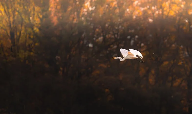 Az elmaradt nyár – Hogyan tört össze az álmaimat egy jelzálog és a családom