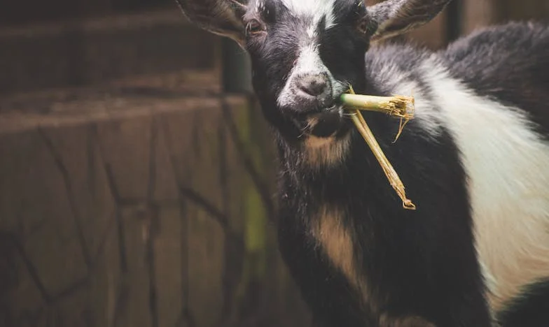 Az igazság terhe: Rózsa titka