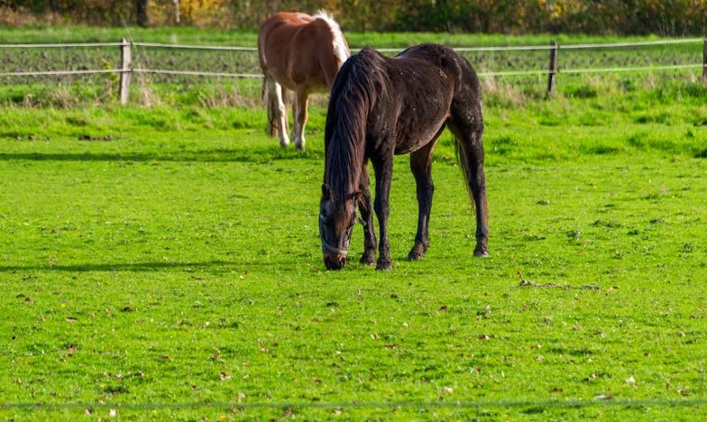 Hogyan mondtam nemet a tolakodó unokatestvéremnek – Egy karácsonyi családi robbanás története