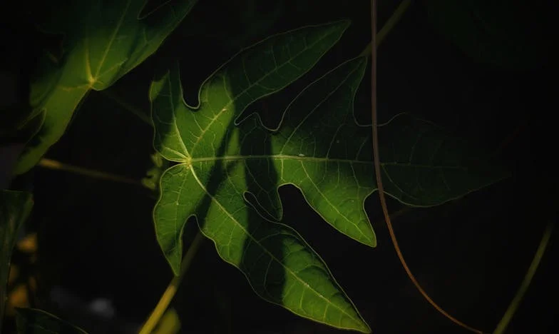 Láttam a sógoromat egy másik nővel, és hallgattam – most mindenki engem hibáztat a tragédiáért