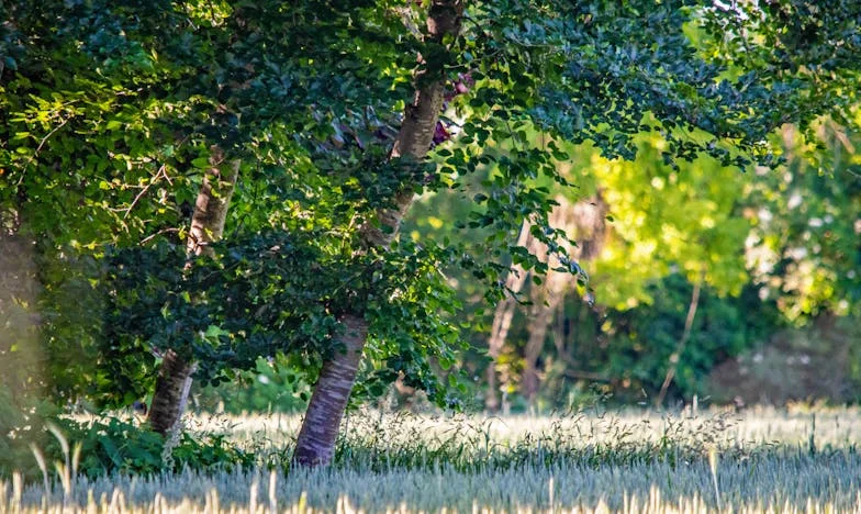 Miért pont én? Egy láthatatlan lány története a családi sebekről, amelyek sosem gyógyulnak be