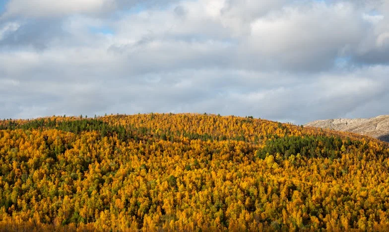 A milliomos, aki túl korán ért haza – Egy budapesti történet