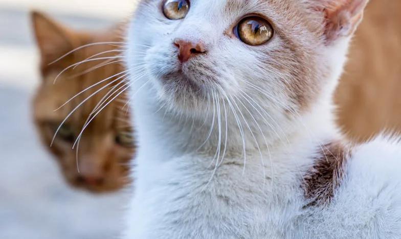 A milliomos hazatér – és amit otthon talál, mindent megváltoztat