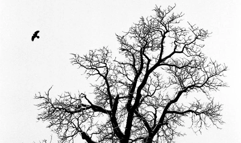 A temetésen a menyem odahajolt hozzám, és azt suttogta: „Ne pazarold a könnyeidet… még szükséged lesz rájuk, amikor ez a ház már nem a tiéd.” A fiam csak nevetett. De néhány nappal később egy idegen vastag borítékot nyújtott át nekem…