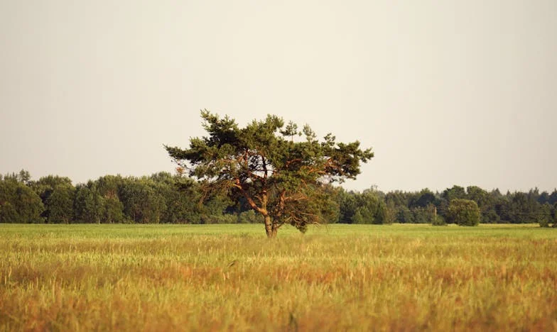 A testvérem autóját a nevemre írtam – ezzel kezdődött a rémálom