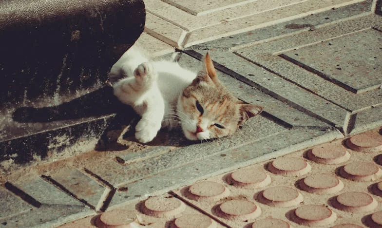 Bir Umut, Bir Kırılma: Elif'in Güncesi