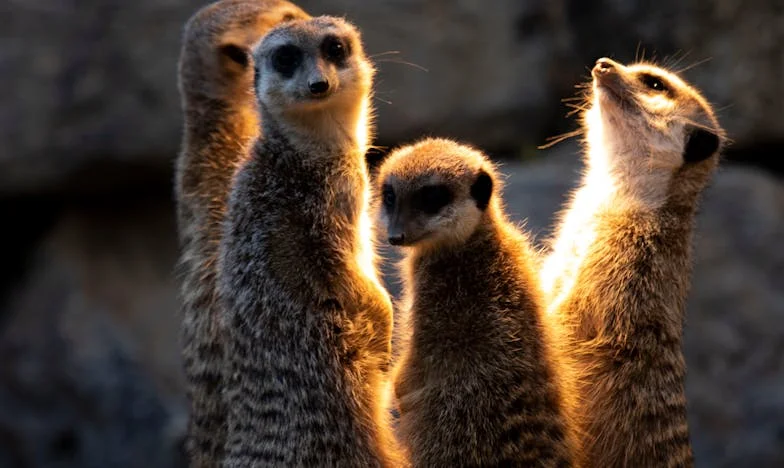 Kalbimi Değiştiren Yaz: Bir Anneannenin Sessiz Feryadı