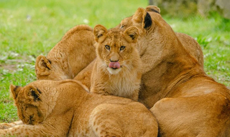 Korkudan Büyük Bir Kalp: Bir Gecede Altı Çocuğun Annesi Oldum