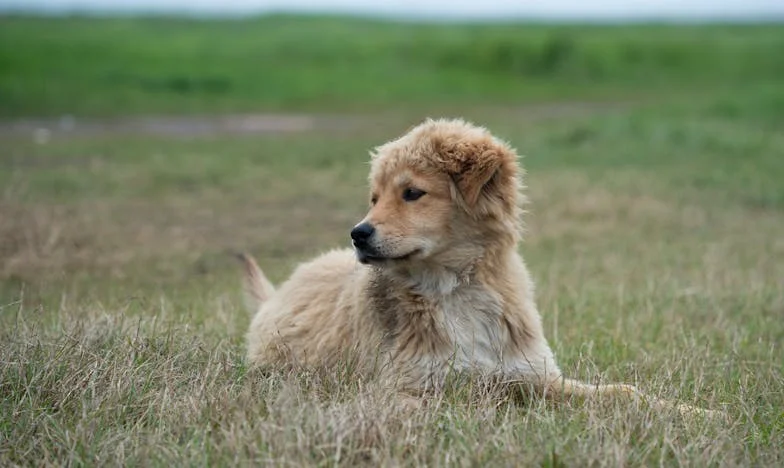 Bağımızın Son Düğümü: Bir Köpeğin Gölgesinde Kalan Evlilik