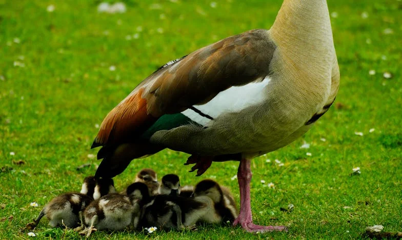 Bölünmüş Bir Ev: Bir Kadının Sessiz Çığlığı