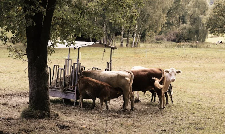 În umbra soacrei – O zi obișnuită care a schimbat totul