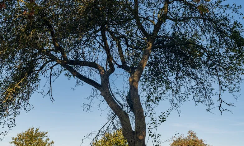 „Când sângele nu mai e apă” – Povestea unei familii sfâșiate de bârfe și invidie