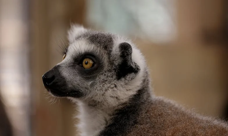 Granițele tăcerii: Când acasă devine câmp de luptă