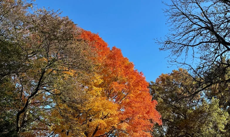 Între ciocan și nicovală: Cum mama soacră a încercat să-mi destrame căsnicia