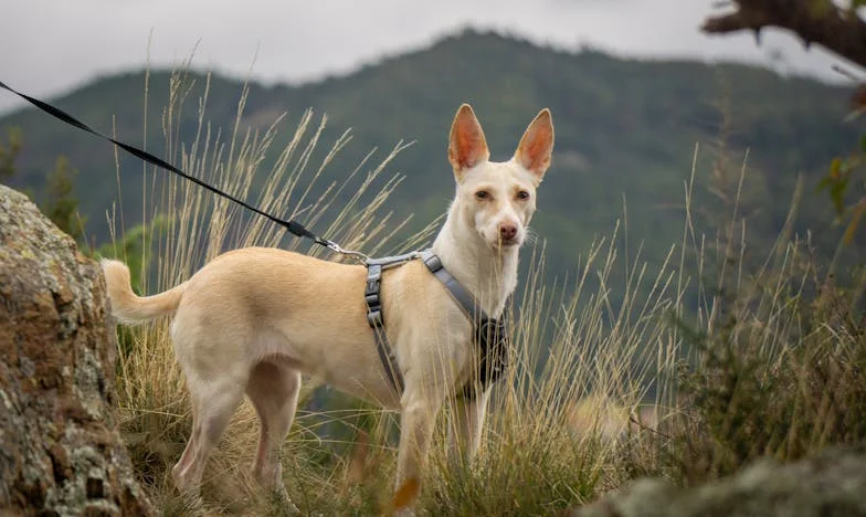 Între două focuri: Inima unei mame la marginea prăpastiei