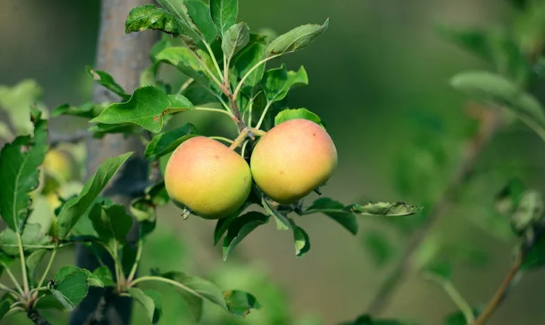 Între două mame: Povara alegerii