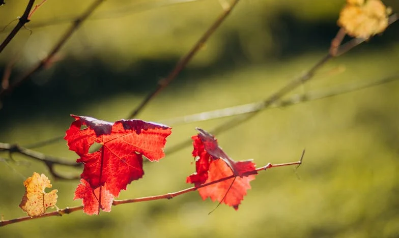 Nimeni nu-ți poate lua demnitatea: Povestea mea, Irina din Ploiești