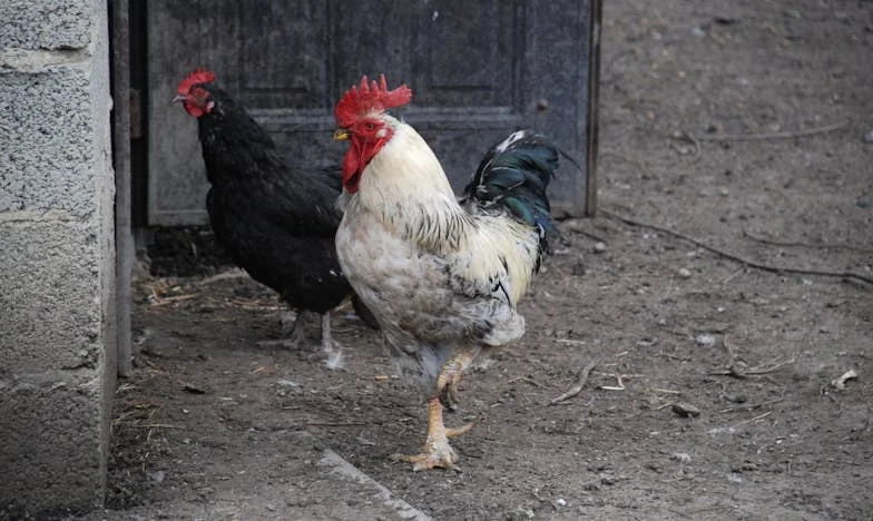 Testamentul care ne-a despărțit: O poveste despre familie, pierdere și lăcomie