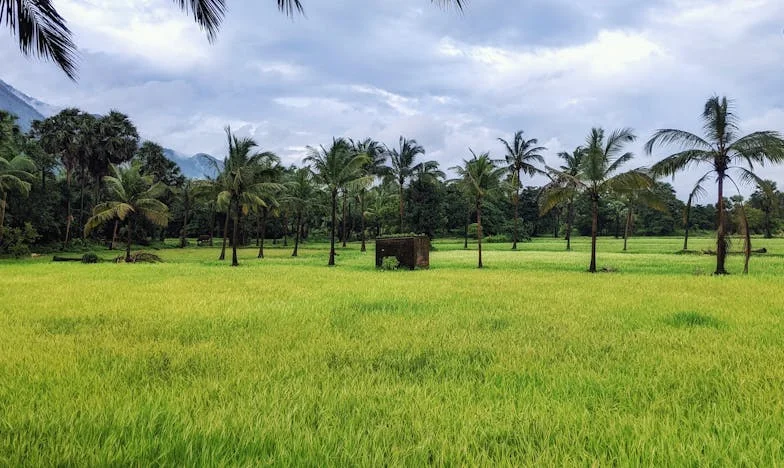 Ultima ședință de chimioterapie: Dragoste, speranță și curaj în fața bolii