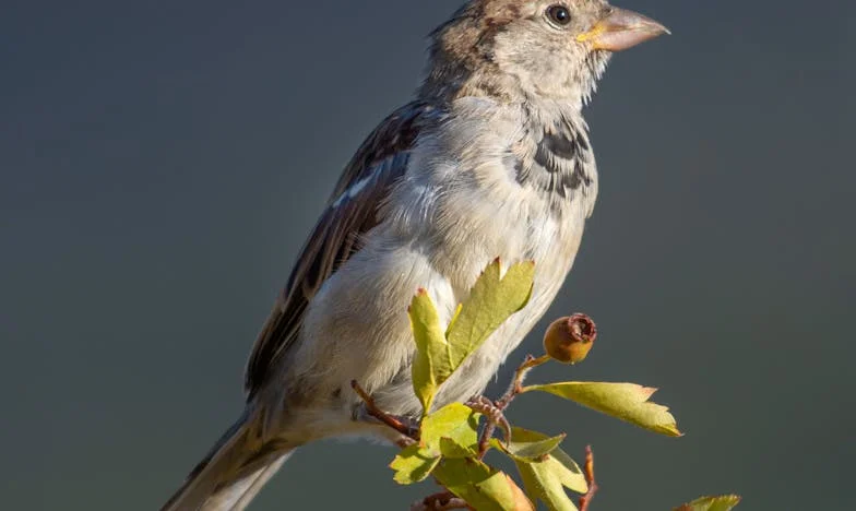 Astăzi voi deveni bunică — Granița dintre iubirea de mamă și independența fiicei mele