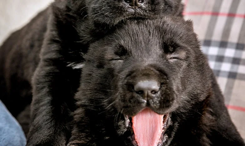 Când Am Devenit Trei: Viața cu Soacra și Pretendentul Ei în Același Apartament