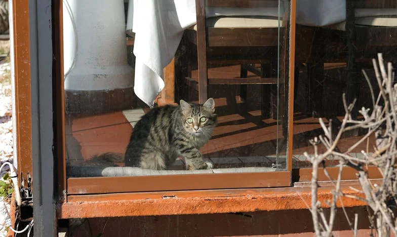 Când am pășit prima dată în casa nurorii mele: Adevărul pe care nu am vrut să-l văd