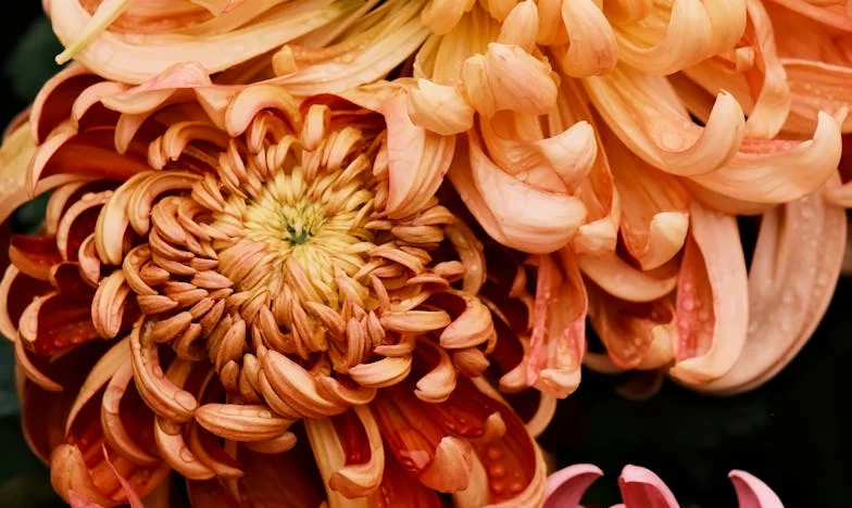 Când dragostea se măsoară în facturi: Povestea unei mame între datorie și dezamăgire