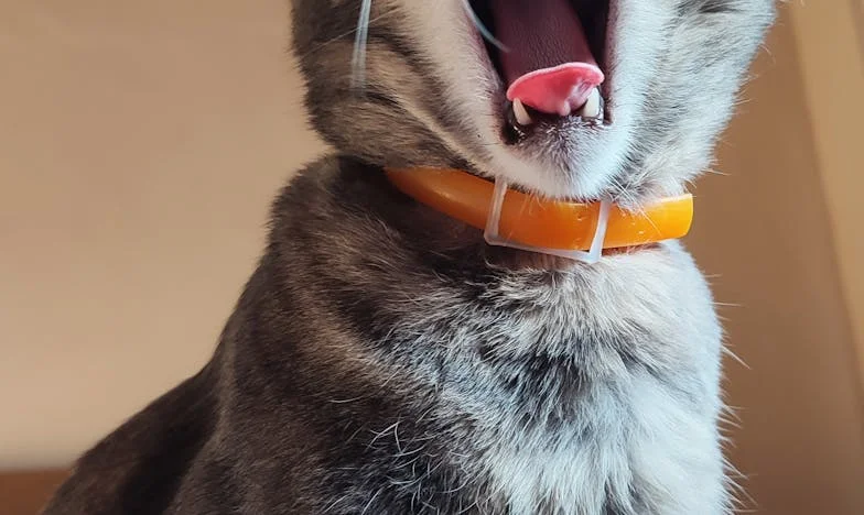 Când mamele noastre au devenit prietene: începutul sfârșitului la o cafea în București