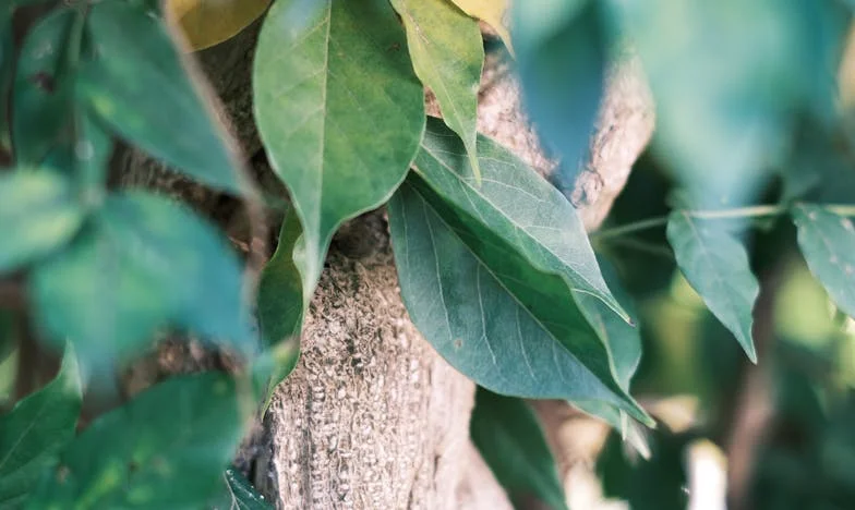 Casa Noastră, Străinul Nostru: Povestea Unei Familii Încercate
