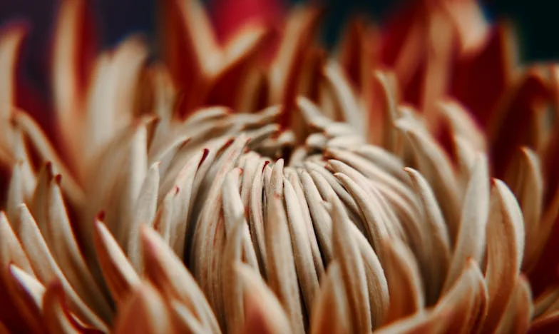 „De ce trebuie să dorm în bucătărie?” – Povestea unei mame românce alungate din propria casă