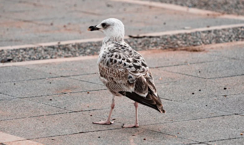 Din cenușă: Povestea mea despre trădare, rușine și renaștere