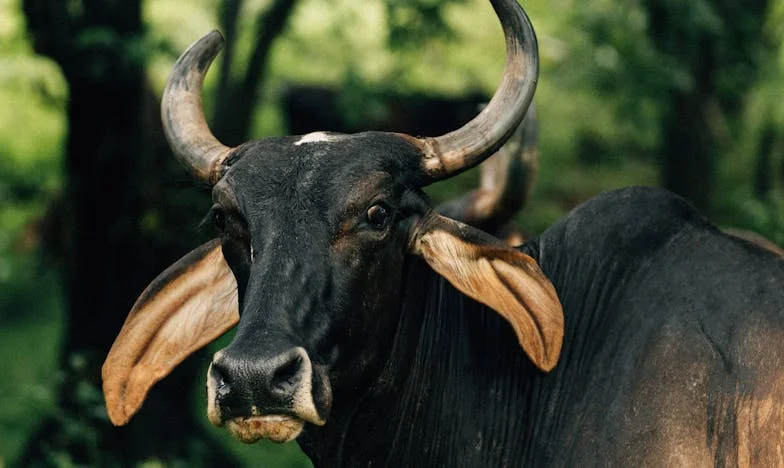 Două drumuri spre adevăr: Povestea gemenilor pierduți și a unei mame rănite