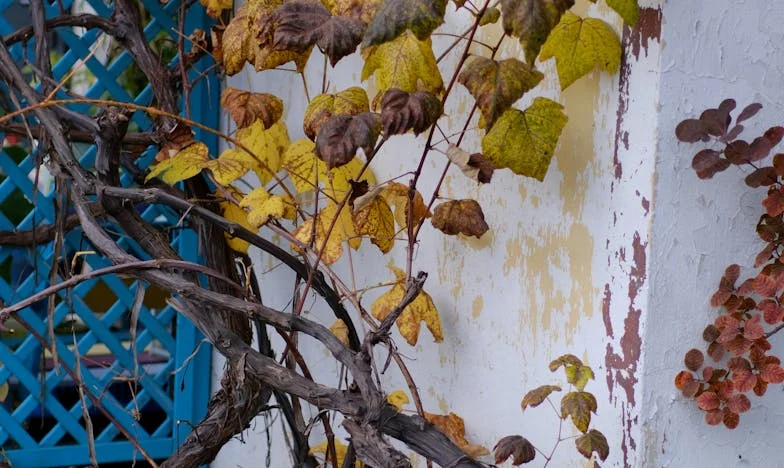 În Umbra Promisiunilor: Povestea Anei, O Româncă În Căutarea Libertății