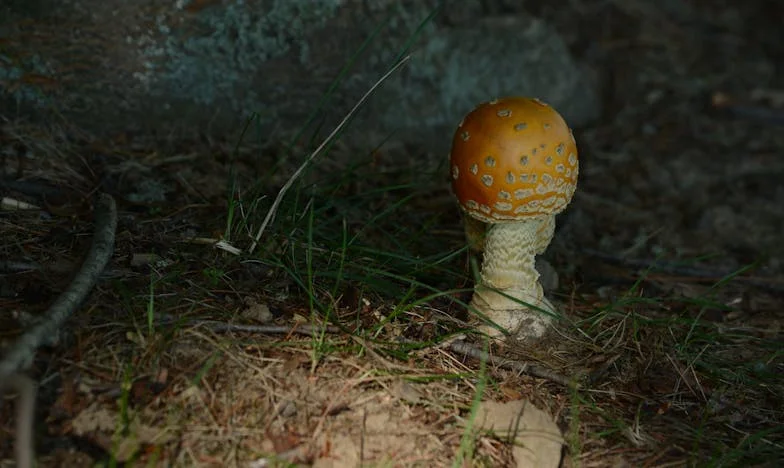 Între Două Bucătării: Povestea Unei Soții Invizibile