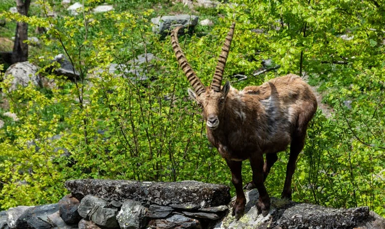 Între două case: Povestea mea ca mamă vitregă în România