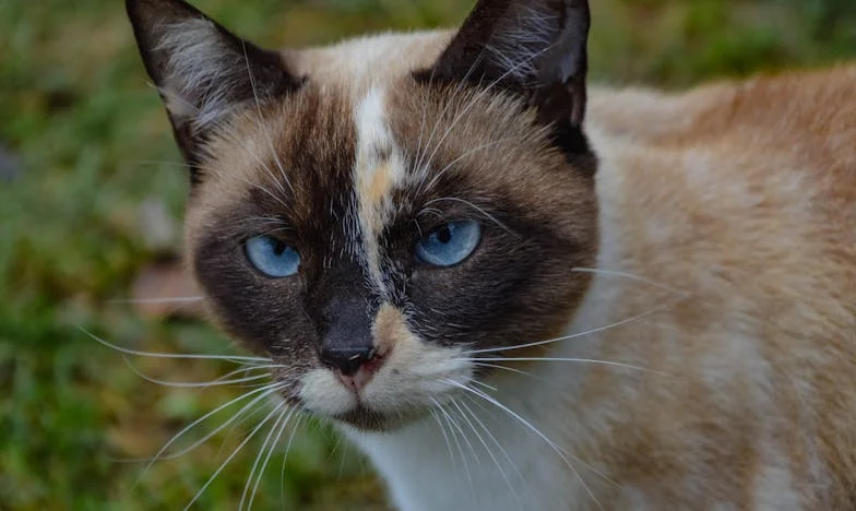 Între inimă și rațiune: Povestea unei a doua șanse