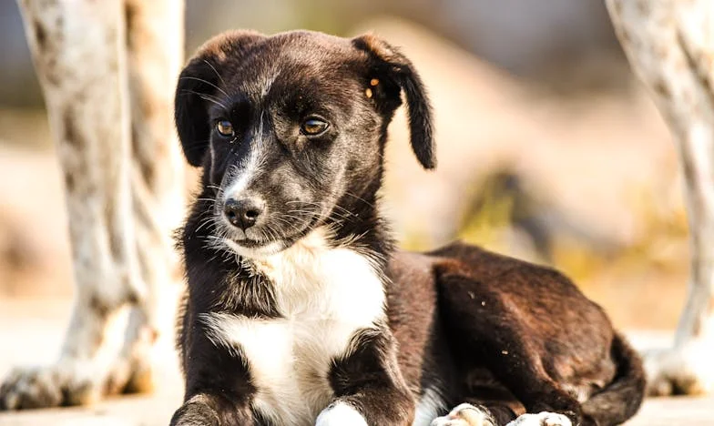 „Mama, semnează pentru mine” – Povestea unei mame românce între credință, disperare și iubire