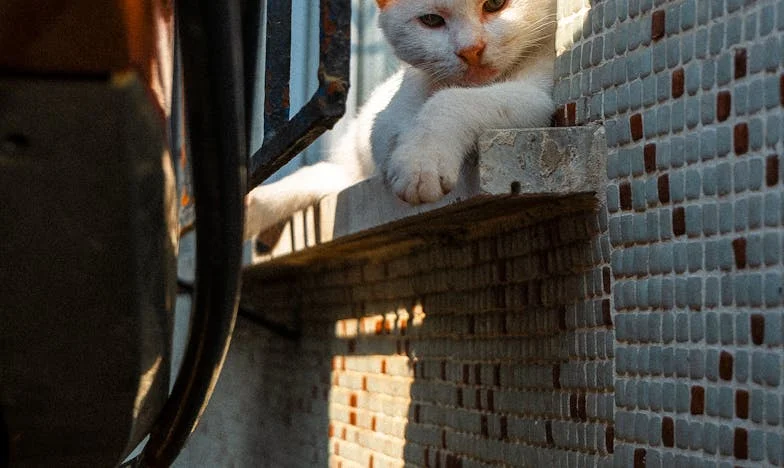 Ochi de noroi: Povestea unei nurori invizibile