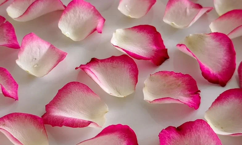 Secretul care mi-a sfâșiat familia – Mărturia unei vieți trăite între minciuni și iertare