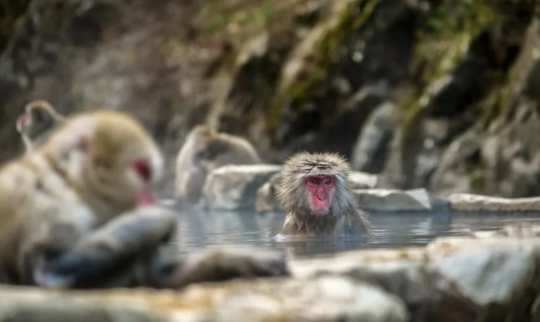 Testamentul: Când fratele meu a devenit un străin