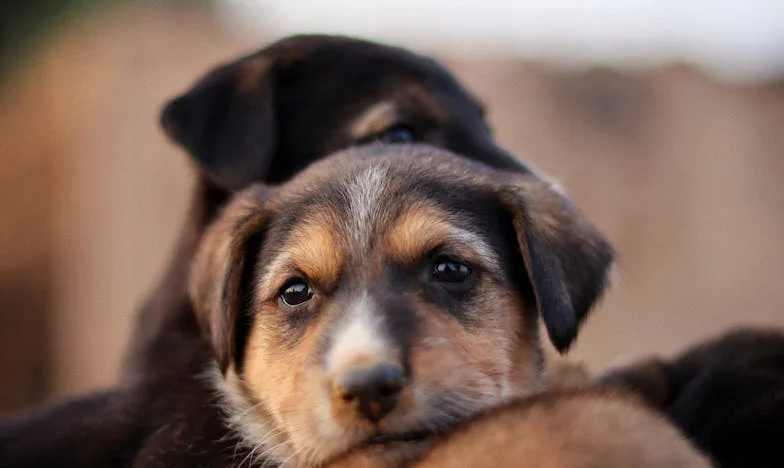 Umbra neîncrederii: Povestea unei prietenii pierdute